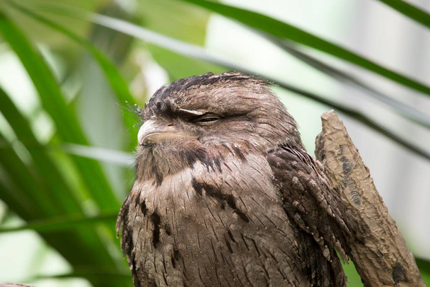Исследуйте очаровательную Тони Фрогмут, уникальную ночную птицу, обитающую в Австралии. Благодаря своему виду, похожему на сову, и загадочному оперению, он незаметно вписывается в свою структуру.. - Фото, изображение