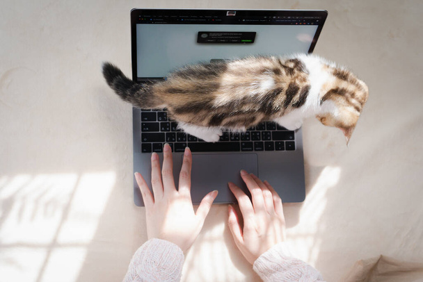Frau spielt mit ihrer Katze und benutzt Laptop während der Arbeit von zu Hause - Foto, Bild
