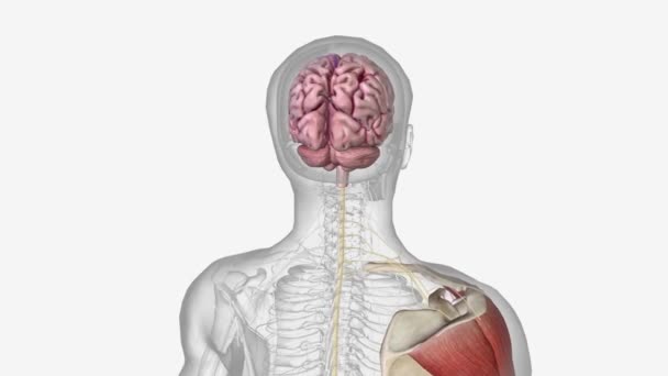 Nöromüsküler sistem vücuttaki tüm kasları ve onlara hizmet eden sinirleri içerir. - Video, Çekim