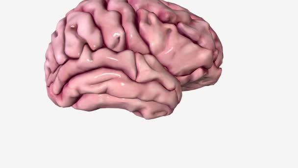 Mózg jest najbardziej złożoną częścią ludzkiego ciała. - Materiał filmowy, wideo