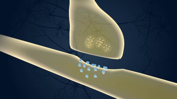 Synaptic Transmission ? Chemical transmission between nerve cells involves multiple steps - Footage, Video