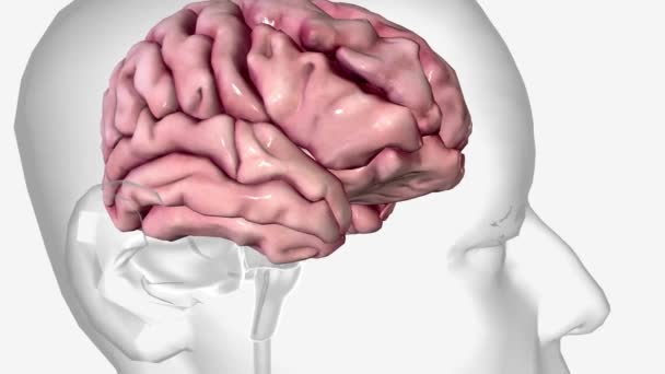 Mózg jest najbardziej złożoną częścią ludzkiego ciała. - Materiał filmowy, wideo