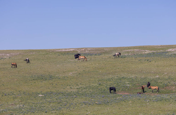 дикие лошади в Прайорских горах Монтана летом - Фото, изображение