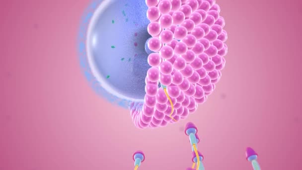 Onkologie (oder Befruchtung) ist, wenn sich Sperma und Eizelle verbinden - Filmmaterial, Video
