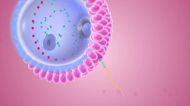 oncepció (vagy megtermékenyítés), amikor a sperma és a petesejt egyesül - Felvétel, videó