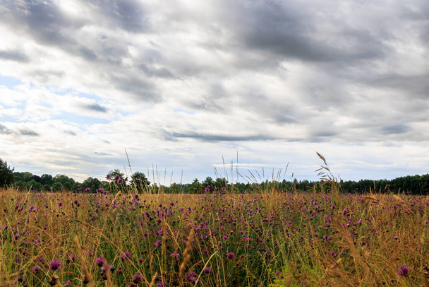 Vista sobre os prados do pomar até a borda da floresta em Siebenbrunn, perto de Augsburg, em um dia nublado - Foto, Imagem