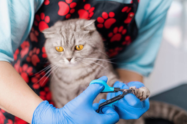 Bir tımarcı, kedi pençelerini özel bir alet hijyen prosedürüyle keser. Bir hayvan portresi. - Fotoğraf, Görsel