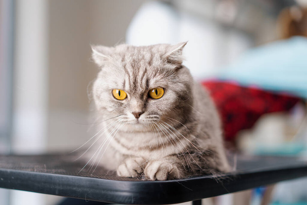 Porträt einer kleinen flauschigen grauen Katze mit großen Augen als Haustier für Pflege und Hygiene - Foto, Bild
