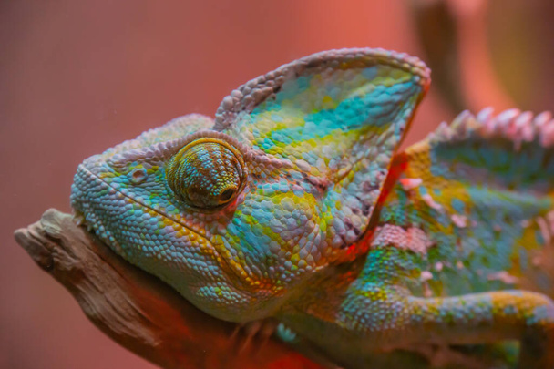Chameleon close up. Multicolor Beautiful Chameleon closeup reptile with colorful bright skin. The concept of disguise and bright skins. Exotic Tropical Pet. Chameleon Eye Close up - Photo, Image