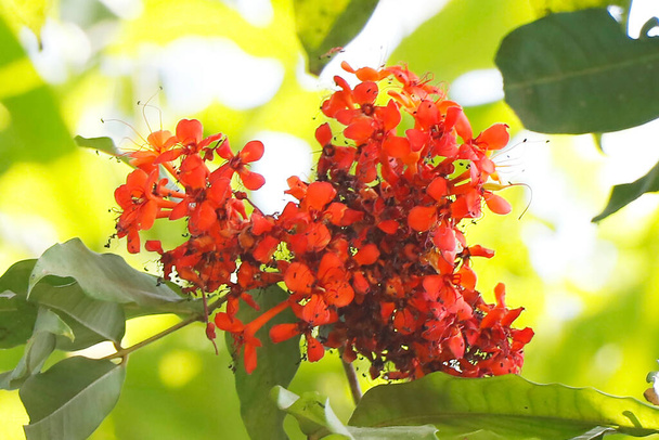 アショカの木として知られるサラカ・アショカは、インド・オディサ州の州花で、インドやネパールでは神聖な木とされています。 - 写真・画像