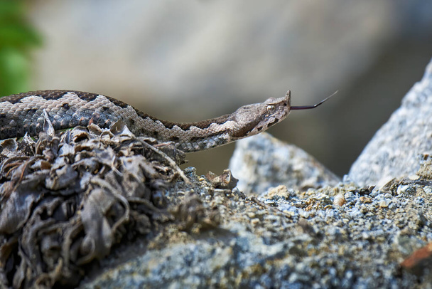 Żmija rogate samiec w środowisku naturalnym (Vipera ammodytes) - Zdjęcie, obraz