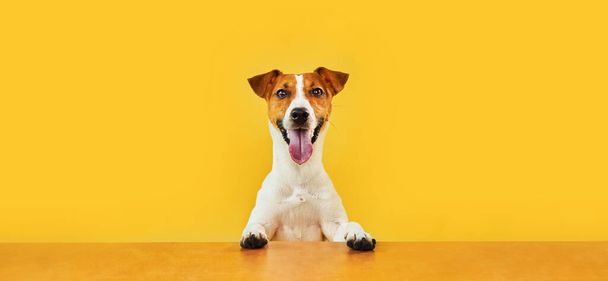 幸せな驚きの犬の肖像。ジャック・ラッセル・テリアの頭の上には、青白い黄金のテーブルの上から顔をのぞかせて舌で微笑む。黄色の背景にコピースペース付き水平バナー. - 写真・画像