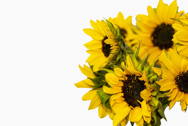 Sunflower flowers isloted on a white background. - Photo, Image