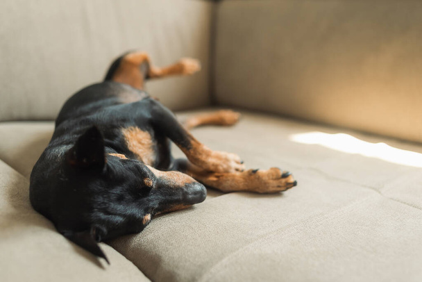 Un pinscher miniature dort sur le canapé, sur un fond beige doux, un portrait de chien. Le chien se repose. Le chien est fatigué et dort - Photo, image