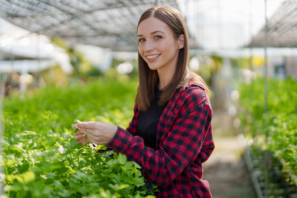 woman Farmer harvesting vegetable from hydroponics farm. Organic fresh vegetable, Farmer working with hydroponic vegetables garden - Фото, зображення