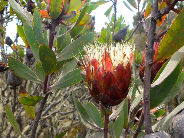 Een close-up van de bloem van de reusachtige Protea plant en zijn bladeren. Nationale bloem van de Zuid-Afrikaanse Republiek - Foto, afbeelding