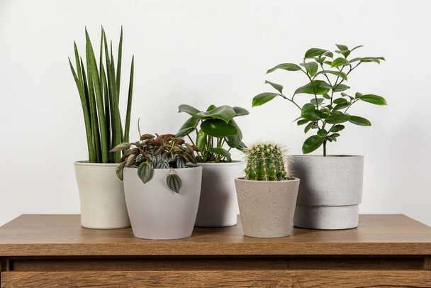 Many different houseplants in pots on wooden table near white wall - Photo, image