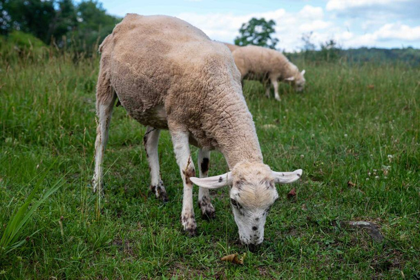 緑の芝生の牧草地で青い空の下で最近短い羊の放牧と牧歌的なシーン。コピースペースと誰もいない短いウールや草の閉鎖テクスチャ - 写真・画像