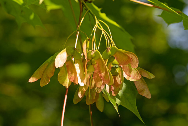Close up image of Norway maple seed pods or samara. Acer platanoides - Foto, imagen