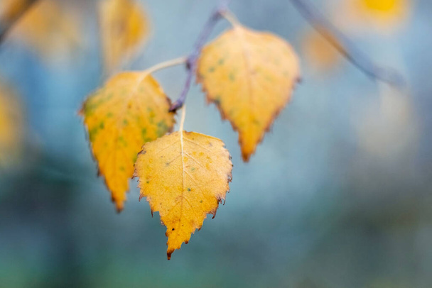 Nyírfaág nedves őszi levelekkel homályos háttérrel - Fotó, kép