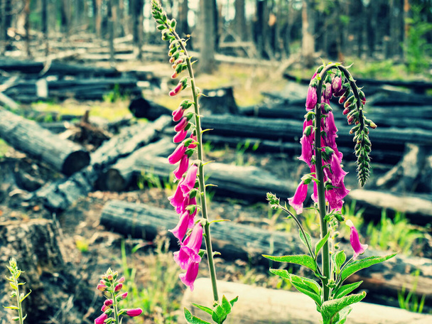 Фиолетовая лисья перчатка цветёт над сожжёнными деревьями в сожжённом лесу. Burnt forest in the first zone of the national park Bohemia Switzerland, Чехия. - Фото, изображение