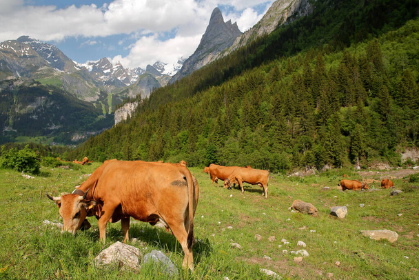 Vacas pastando en un prado situado sobre Pralognan la Vanoise, Parque Nacional Vanoise, Alpes franceses del norte, Tarentaise, Saboya, Francia, con las cumbres (Grande Casse y Grand Marchet a la derecha) en el fondo - Foto, imagen