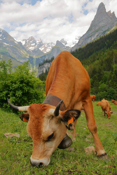 Pralognan la Vanoise 、 Vanoise国立公園、北フランスアルプス、タレンテ、サヴォワ、フランスの上に位置する牧草地にある牛の放牧、背景にある首脳会談(右側のグランデ事件とグランドマーケット) - 写真・画像