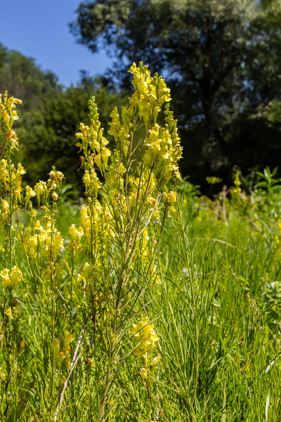 Flaxseed or wild snapdragon Linaria vulgaris is a medicinal herb. Wildflowers inflorescence. - Foto, afbeelding