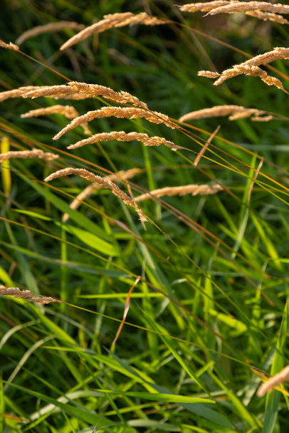 Anthoxanthum odoratum golden spikelets in a summer field August. - Foto, Imagem