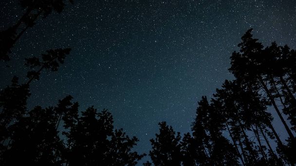 Звезды в ночном небе над силуэтами деревьев - Фото, изображение