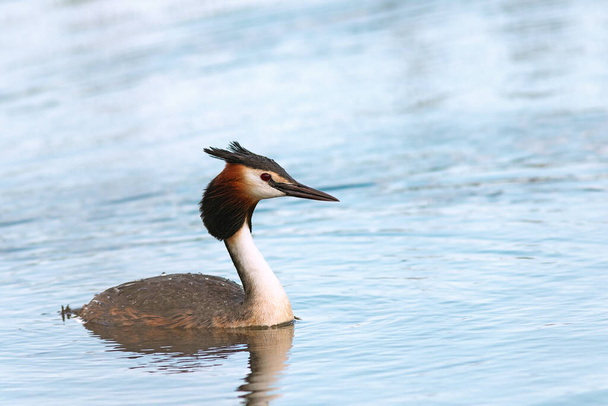 μεγάλο κατάφυτο κολύμπι στη λίμνη, άγριο πουλί στο φυσικό περιβάλλον (Podiceps cristatus) - Φωτογραφία, εικόνα