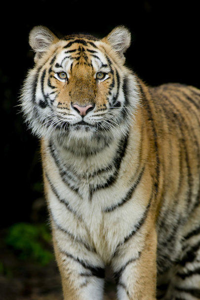 Portrait of tiger - Фото, изображение