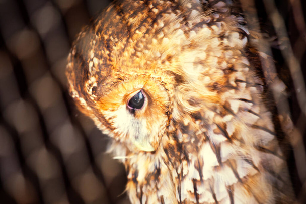 The Tawny Owl, scientifically known as Strix aluco, is a captivating bird found across Europe, Asia, and North Africa. With its warm, tawny plumage and piercing dark eyes, this nocturnal owl is an iconic symbol of woodland habitats and nighttime sere - Photo, Image