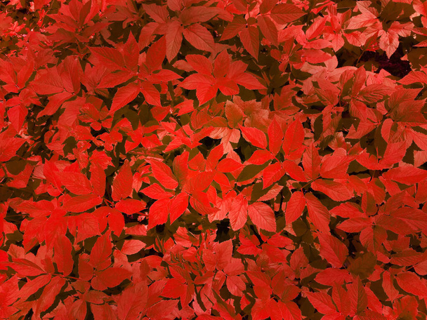 装飾パンツの緑の葉から自然の緑の背景。赤フォトフィルター - 写真・画像