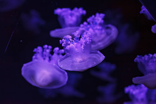 подводная съемка красивой Cotylorhiza tuberculata вблизи - Фото, изображение