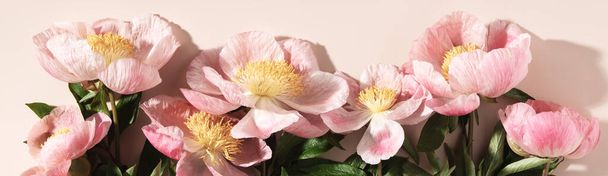 Mooie roze pioenroos bloem op roze achtergrond bovenaanzicht platte lay stijl, kopieer ruimte banner - Foto, afbeelding