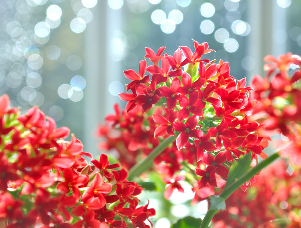 Каланхоэ цветёт
 - Фото, изображение