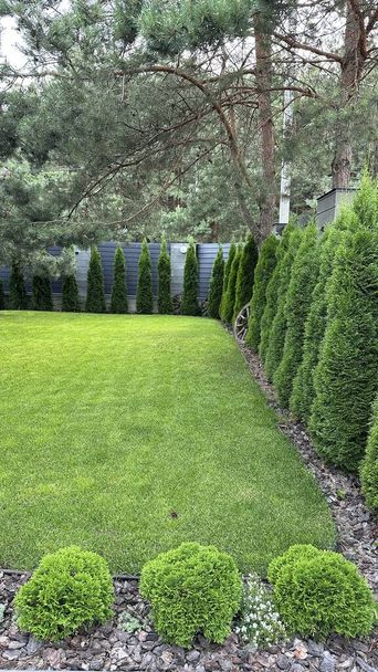 Landscaping in the courtyard of a private house. Green arborvitae planted in a row on a green lawn. Thuja living fence. - Photo, Image