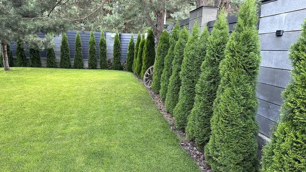 Landscaping in the courtyard of a private house. Green arborvitae planted in a row on a green lawn. Thuja living fence. - Photo, Image