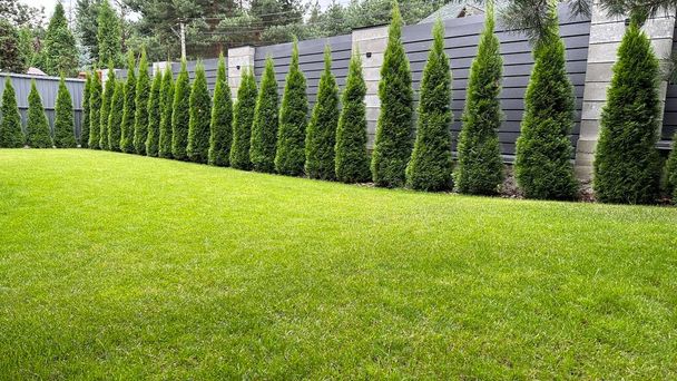 Gartengestaltung im Hof eines Privathauses. Grüne Arborvitae, die in einer Reihe auf einem grünen Rasen gepflanzt werden. Lebender Thuja-Zaun. - Foto, Bild