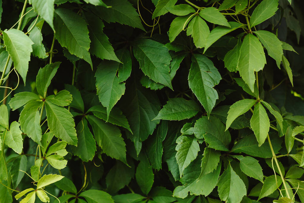 Крупным планом зеленые виноградные листья. Фон из свежих зеленых листьев - Фото, изображение