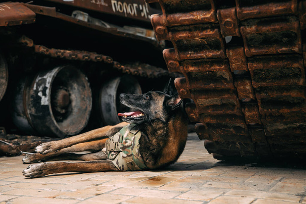 Malinois Dog in Bulletproof Vests against Military Equipment. Belgian Shepherd Malinois dog - Foto, imagen