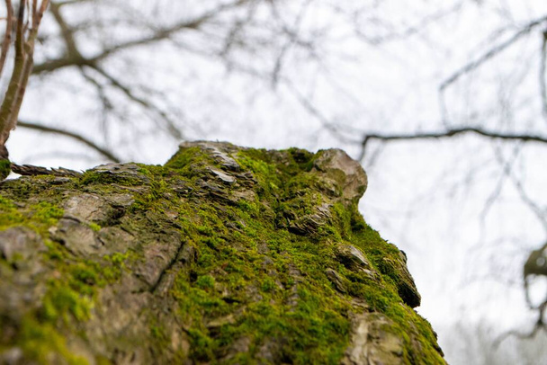 Üzerinde yosun ve gökyüzü arkaplanı olan bir ağaç gövdesi. Yüksek kalite fotoğraf - Fotoğraf, Görsel