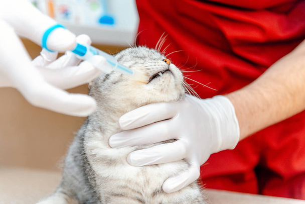 The vet gives the drug to the cat with a syringe.Cat is receiving medication or vaccine.Doctor in latex gloves, hands closeup.Scottish Fold cat does not like medicine. - Photo, Image