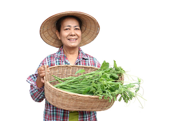 O jardineiro sênior asiático feliz prende a cesta de verduras, isolada no fundo branco. Conceito, Estilo de Vida saudável, agricultor tailandês cultivar vegetais orgânicos para cozinhar    - Foto, Imagem