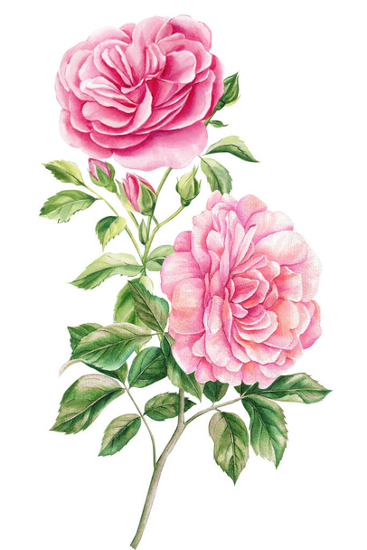 Pink rose flower isolated white background. Hand drawn bouquet of flower, watercolor floral illustration for design. High quality illustration - Foto, Imagen