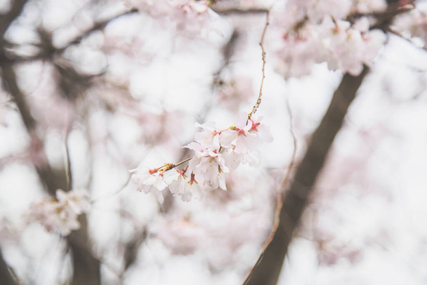 Sumérgete en la tranquila belleza de las flores de cerezo. Delicadas ramas contra un cielo blanco sereno. Fotografía cautivadora de la naturaleza. - Foto, imagen