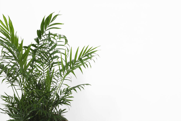 Beautiful chamaedorea palm near white wall, closeup and space for text. Exotic houseplant - Zdjęcie, obraz