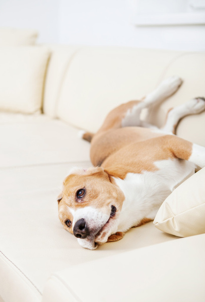 Lazy beagle on  white sofa - Foto, immagini