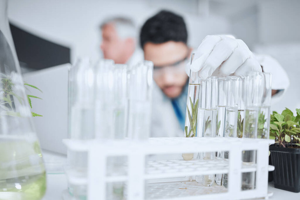Science, test tube and man with plant in laboratory for research, biology and study medicine. Healthcare, agriculture and male scientist with samples for sustainable medical development and analysis. - Fotografie, Obrázek